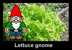 Lettuce Gnome