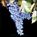 Cabernet Franc